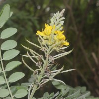 Sophora tomentosa L.